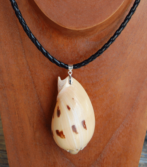 colection shell necklace