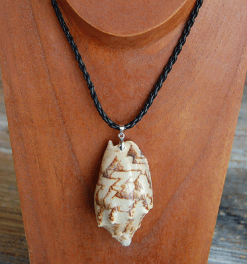 colection shell necklace