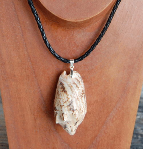 colection shell necklace