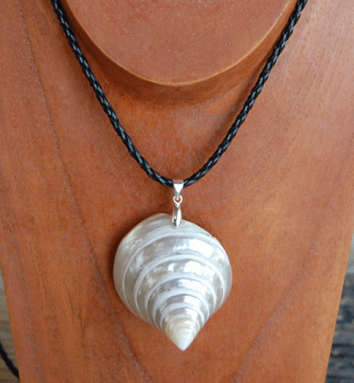 colection shell necklace