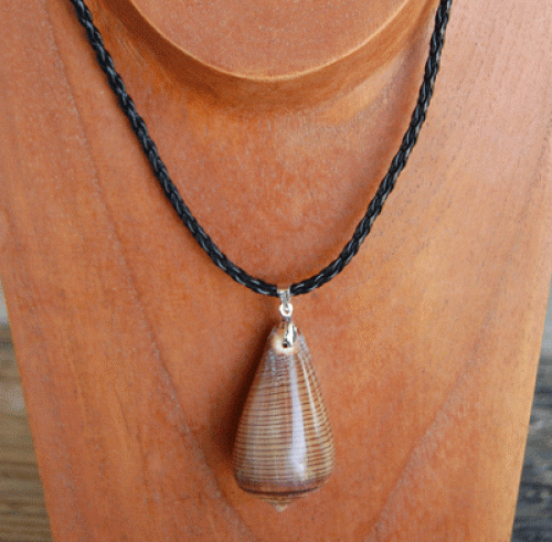 colection shell necklace